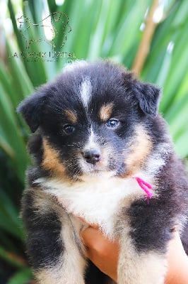 Les chiots de Berger Australien