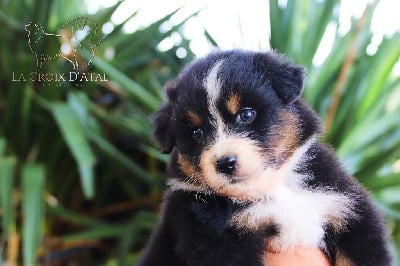 Les chiots de Berger Australien