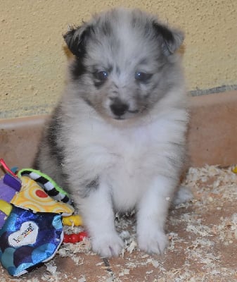 Les chiots de Shetland Sheepdog