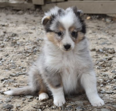 Les chiots de Shetland Sheepdog