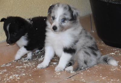 Les chiots de Shetland Sheepdog