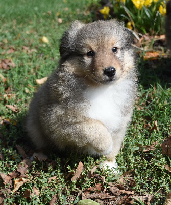 Les chiots de Shetland Sheepdog