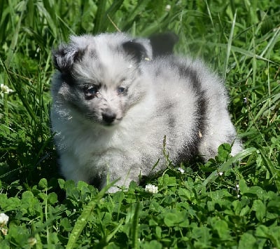 VINCI BLEU male bleu bicolore - Shetland Sheepdog