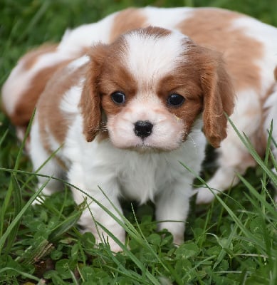 femelle blenheim - Cavalier King Charles Spaniel