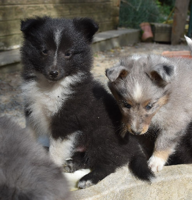 Les chiots de Shetland Sheepdog