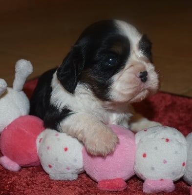 Les chiots de Cavalier King Charles Spaniel