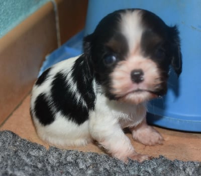 Les chiots de Cavalier King Charles Spaniel