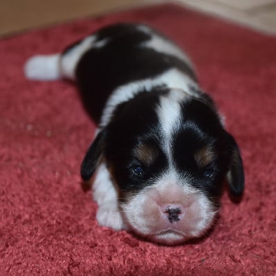 Les chiots de Cavalier King Charles Spaniel