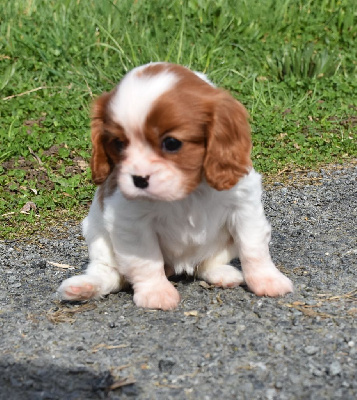 Les chiots de Cavalier King Charles Spaniel