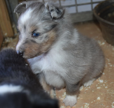 Les chiots de Shetland Sheepdog