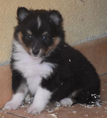 Les chiots de Shetland Sheepdog