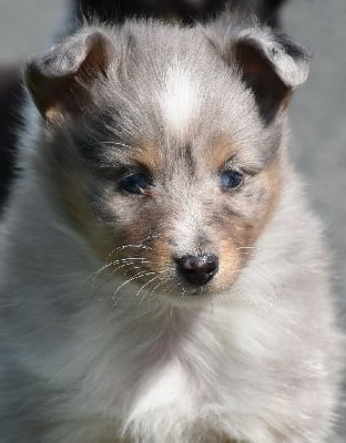 femelle bleue merle - Shetland Sheepdog