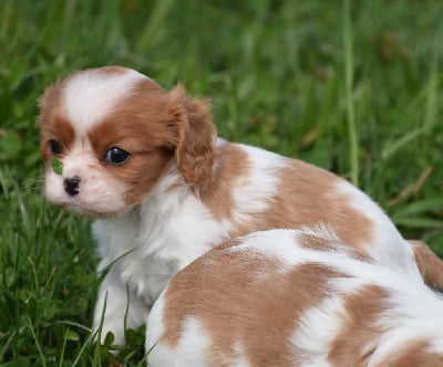 femelle blenheim - Cavalier King Charles Spaniel