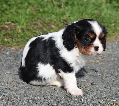 Les chiots de Cavalier King Charles Spaniel