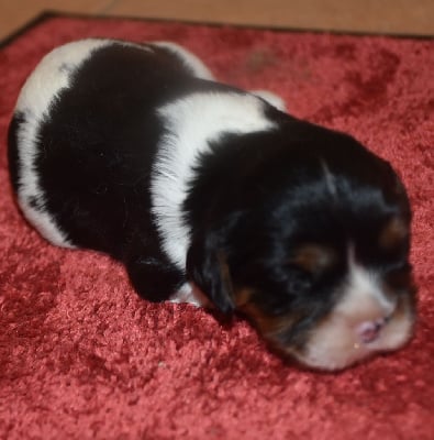 Les chiots de Cavalier King Charles Spaniel