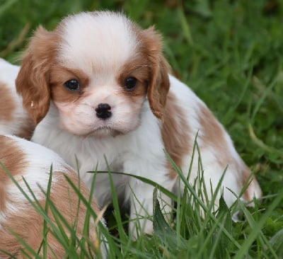 Mâle blenheim - Cavalier King Charles Spaniel