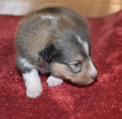 Les chiots de Shetland Sheepdog