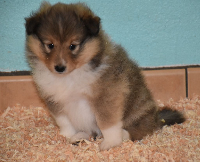 Les chiots de Shetland Sheepdog