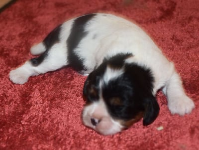 femelle tricolore - Cavalier King Charles Spaniel