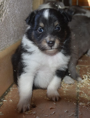 Les chiots de Shetland Sheepdog