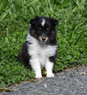 femelle tricolore - Shetland Sheepdog