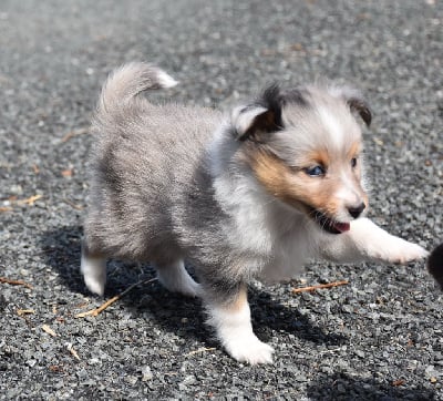 Les chiots de Shetland Sheepdog