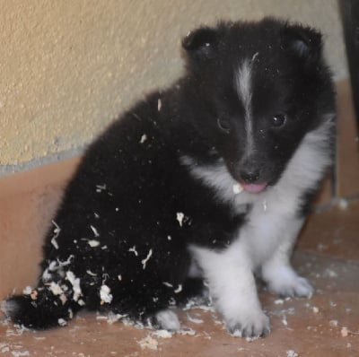 Les chiots de Shetland Sheepdog