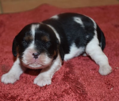 femelle tricolore - Cavalier King Charles Spaniel