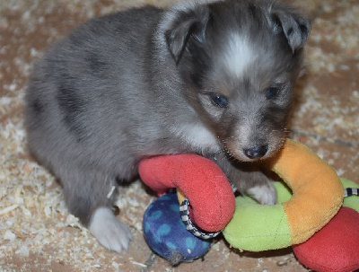 Les chiots de Shetland Sheepdog