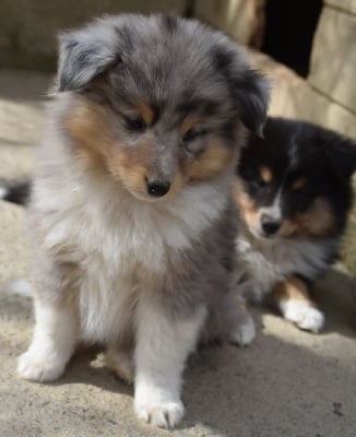 Les chiots de Shetland Sheepdog