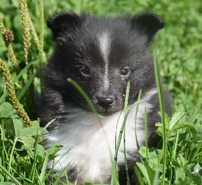 Les chiots de Shetland Sheepdog