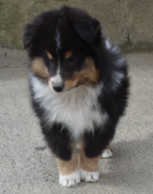 Les chiots de Shetland Sheepdog