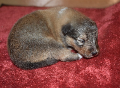 Les chiots de Shetland Sheepdog