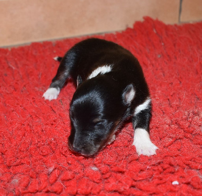 Les chiots de Shetland Sheepdog