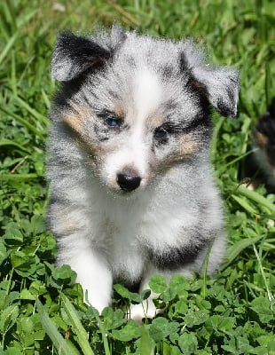 Les chiots de Shetland Sheepdog