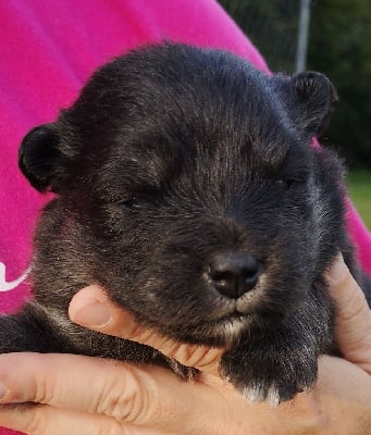 Les chiots de Chien finnois de Laponie