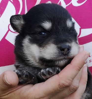 Les chiots de Chien finnois de Laponie