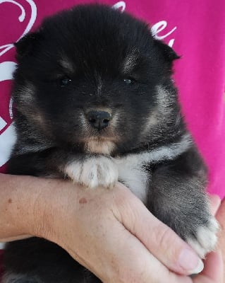 Les chiots de Chien finnois de Laponie