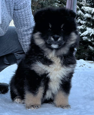 Les chiots de Chien finnois de Laponie