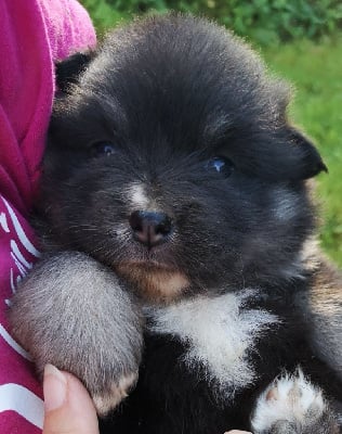 Les chiots de Chien finnois de Laponie