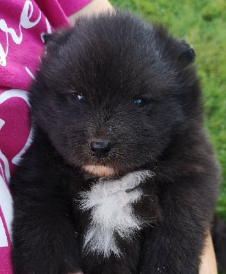 Les chiots de Chien finnois de Laponie