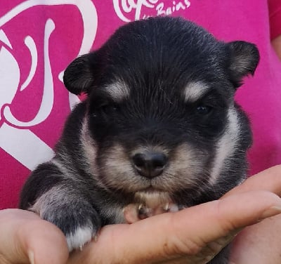 Les chiots de Chien finnois de Laponie