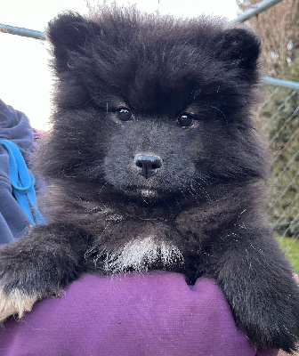 Les chiots de Chien finnois de Laponie