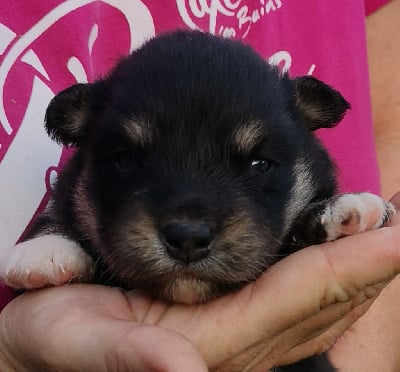 Les chiots de Chien finnois de Laponie