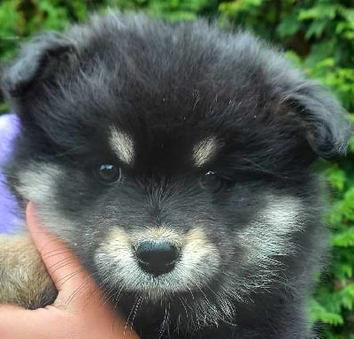 Les chiots de Chien finnois de Laponie