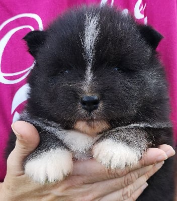 Les chiots de Chien finnois de Laponie