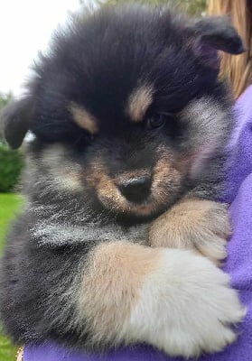 Les chiots de Chien finnois de Laponie