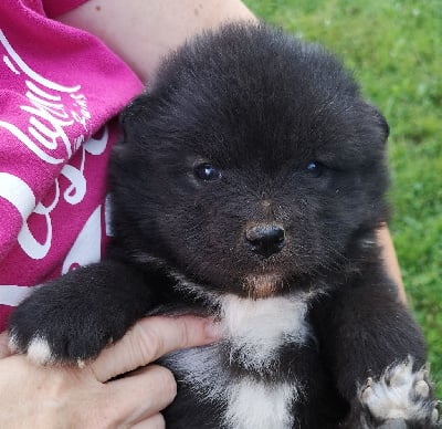 Les chiots de Chien finnois de Laponie