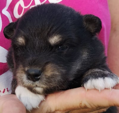 Les chiots de Chien finnois de Laponie