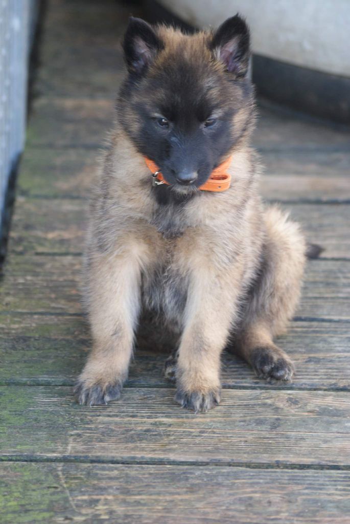 FEMELLE TERVUEREN collier orange - Berger Belge